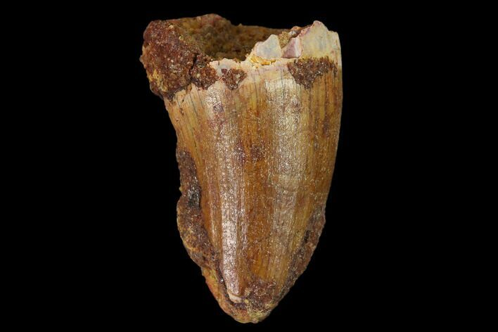 Cretaceous Fossil Crocodile Tooth - Morocco #140550